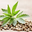 The Hague Seed Center Holland - Wietzaadjes &amp; Smartshop